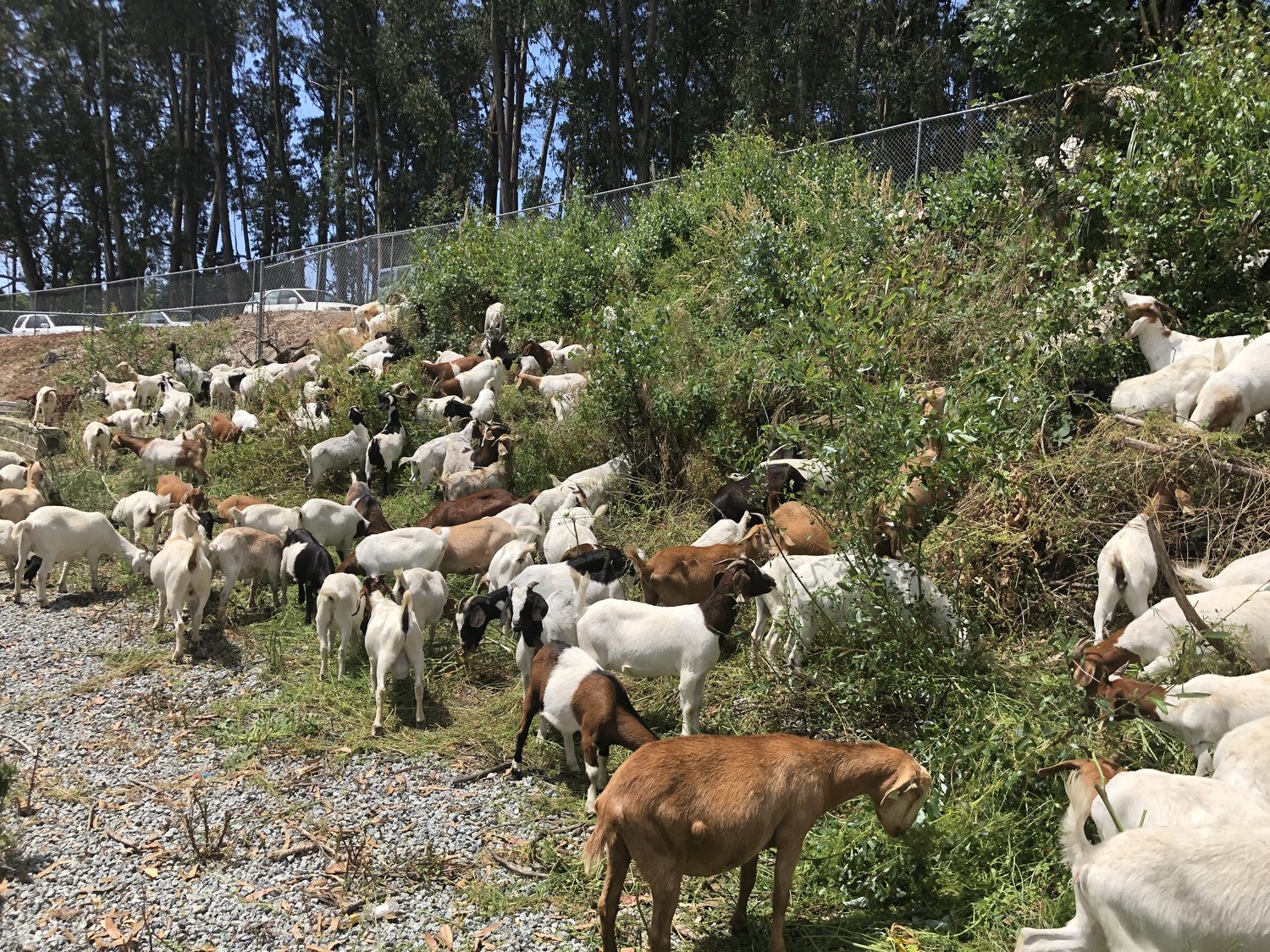 Goats stripping dense green brush on a slope