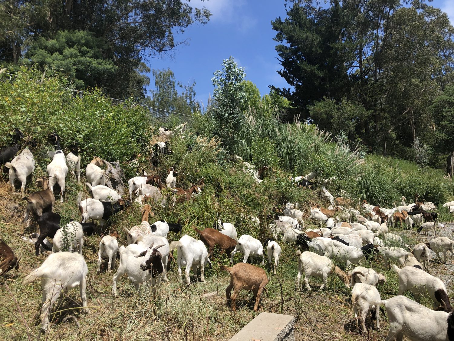 A herd clearing tangled undergrowth