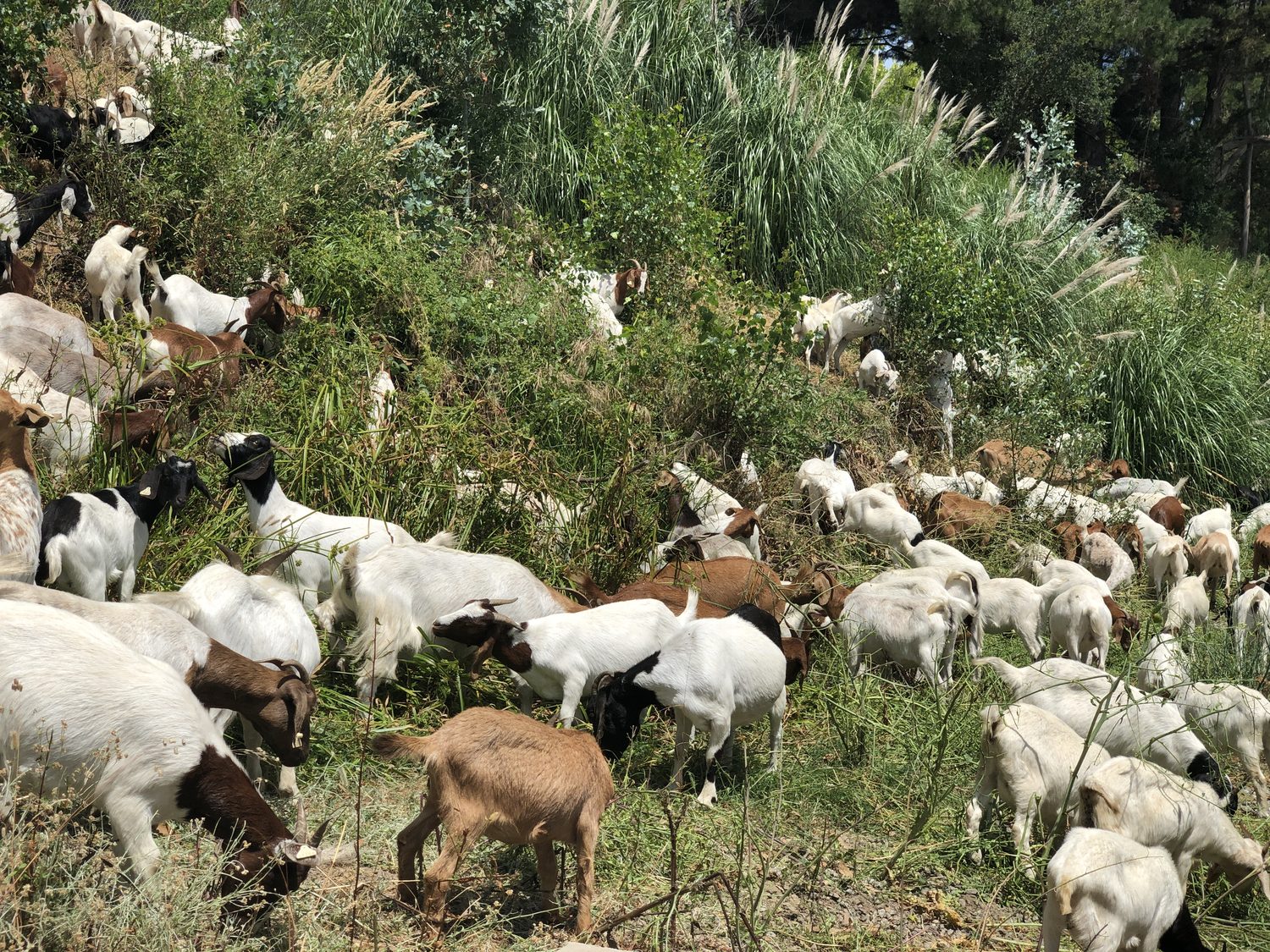 Goats browsing a steep, overgrown embankment