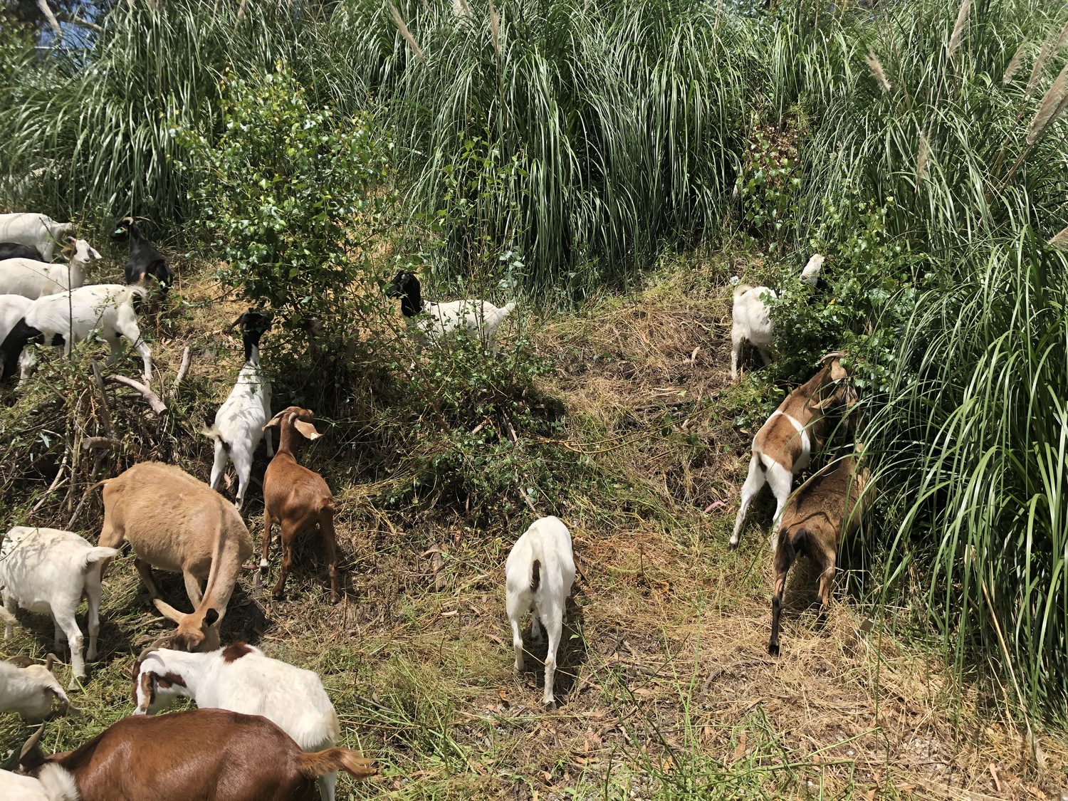 Goats taking down tall pampas grass