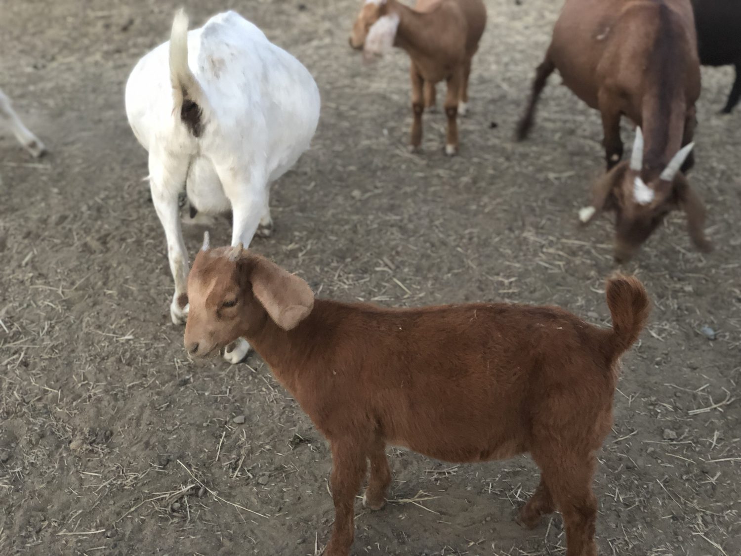 A newborn kid in the herd
