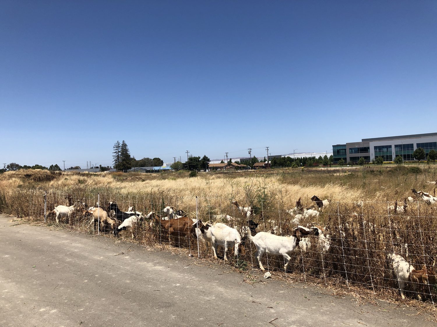 Grazing animals managing roadside vegetation near commercial infrastructure