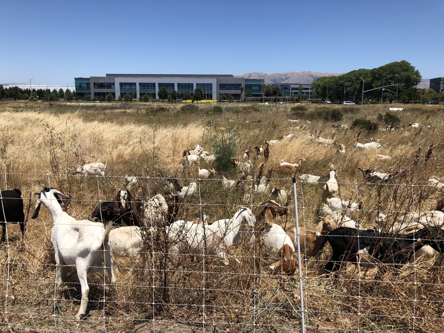 A herd clearing brush beside commercial buildings