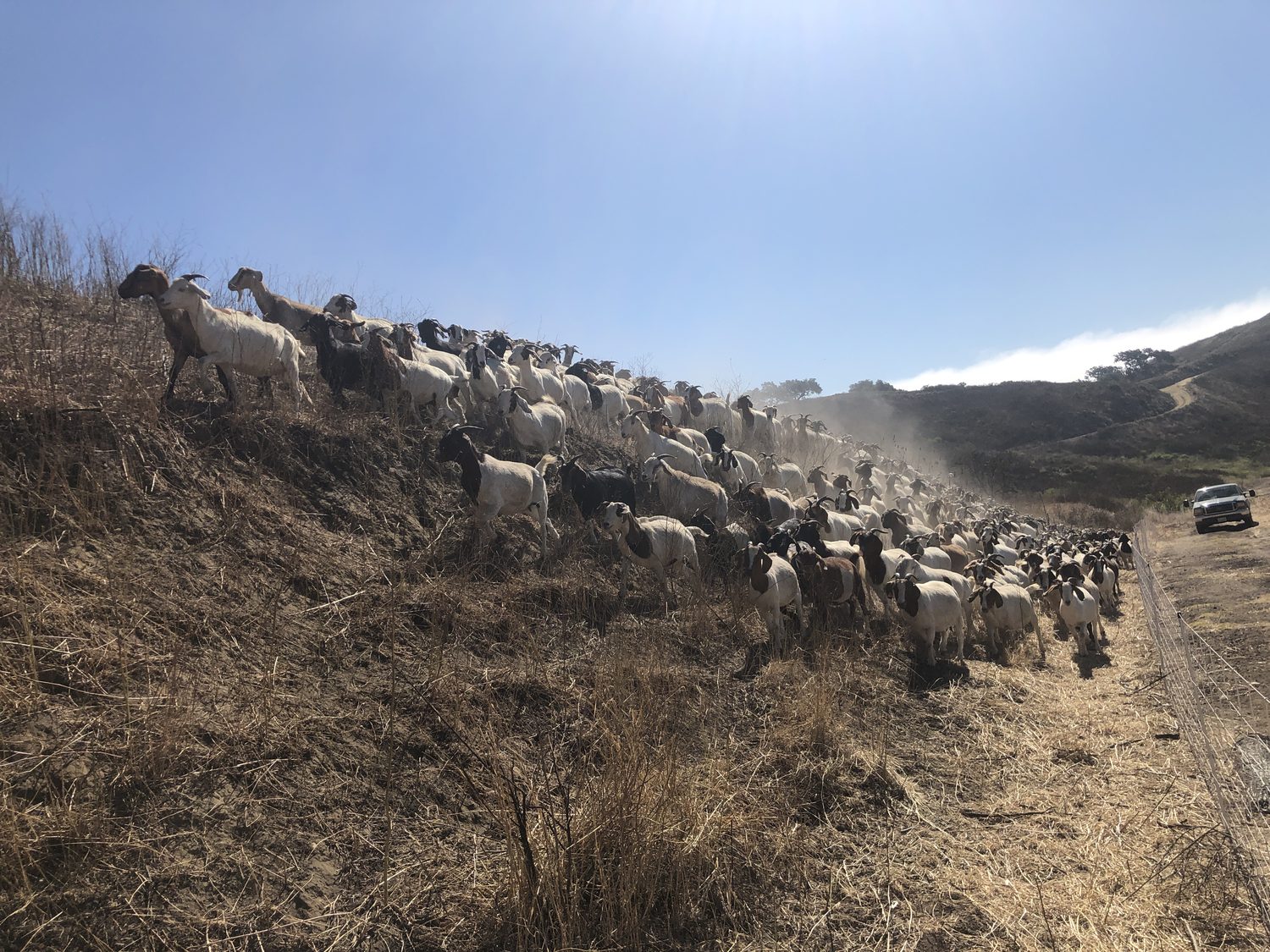 A herd moving up a parched ridgeline before fire season