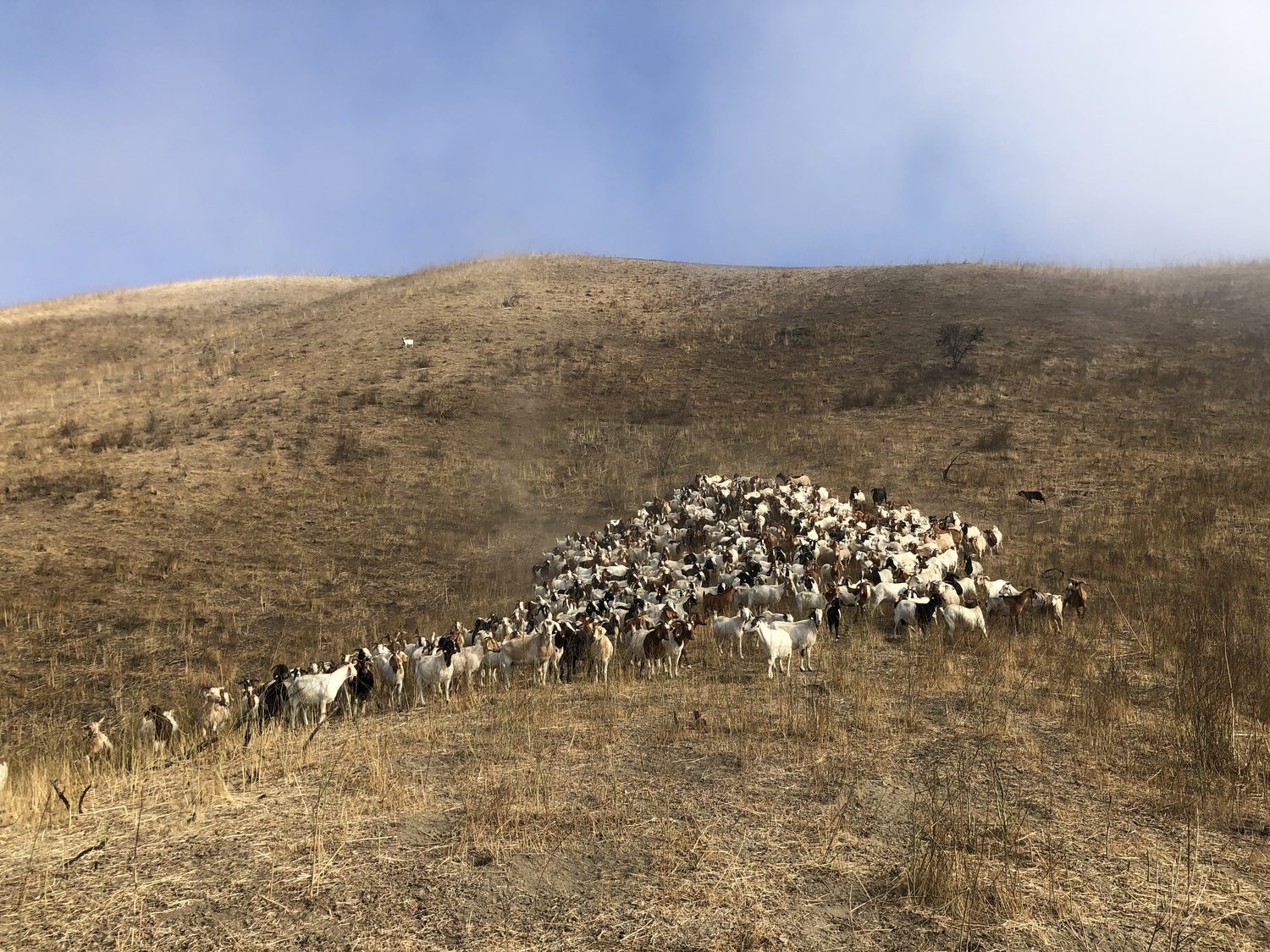 Goats blanketing a dry hillside on a fire-fuel reduction job