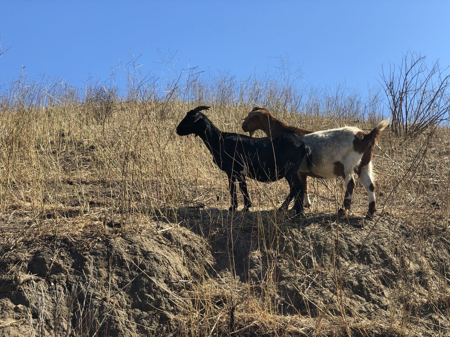 Goats on a cleared, fire-safe slope after grazing