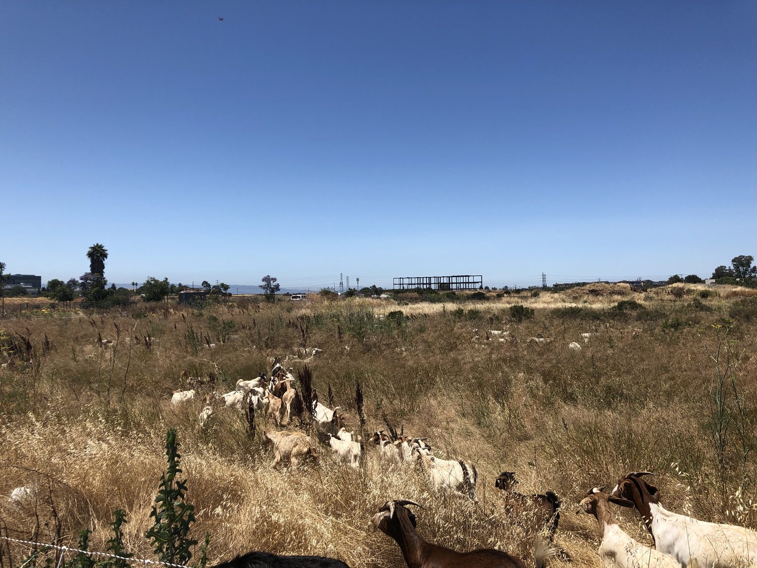 Goats grazing dry grass and tall weeds on open land
