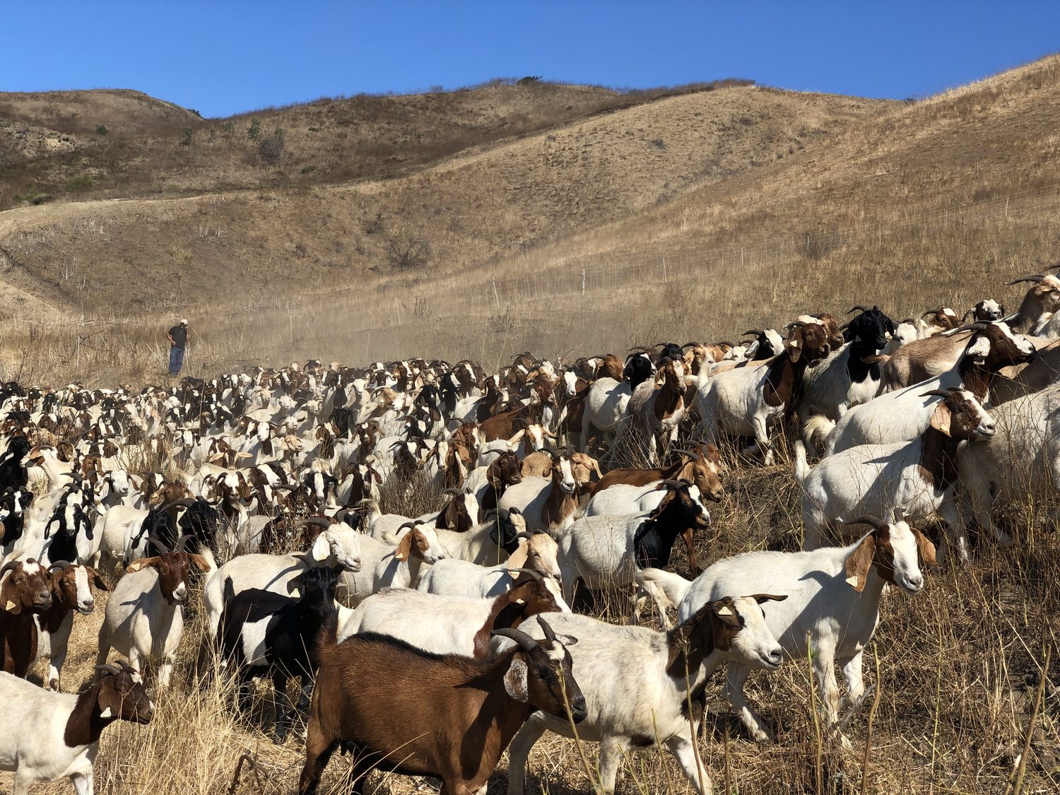 A large grazing herd spread across open ground