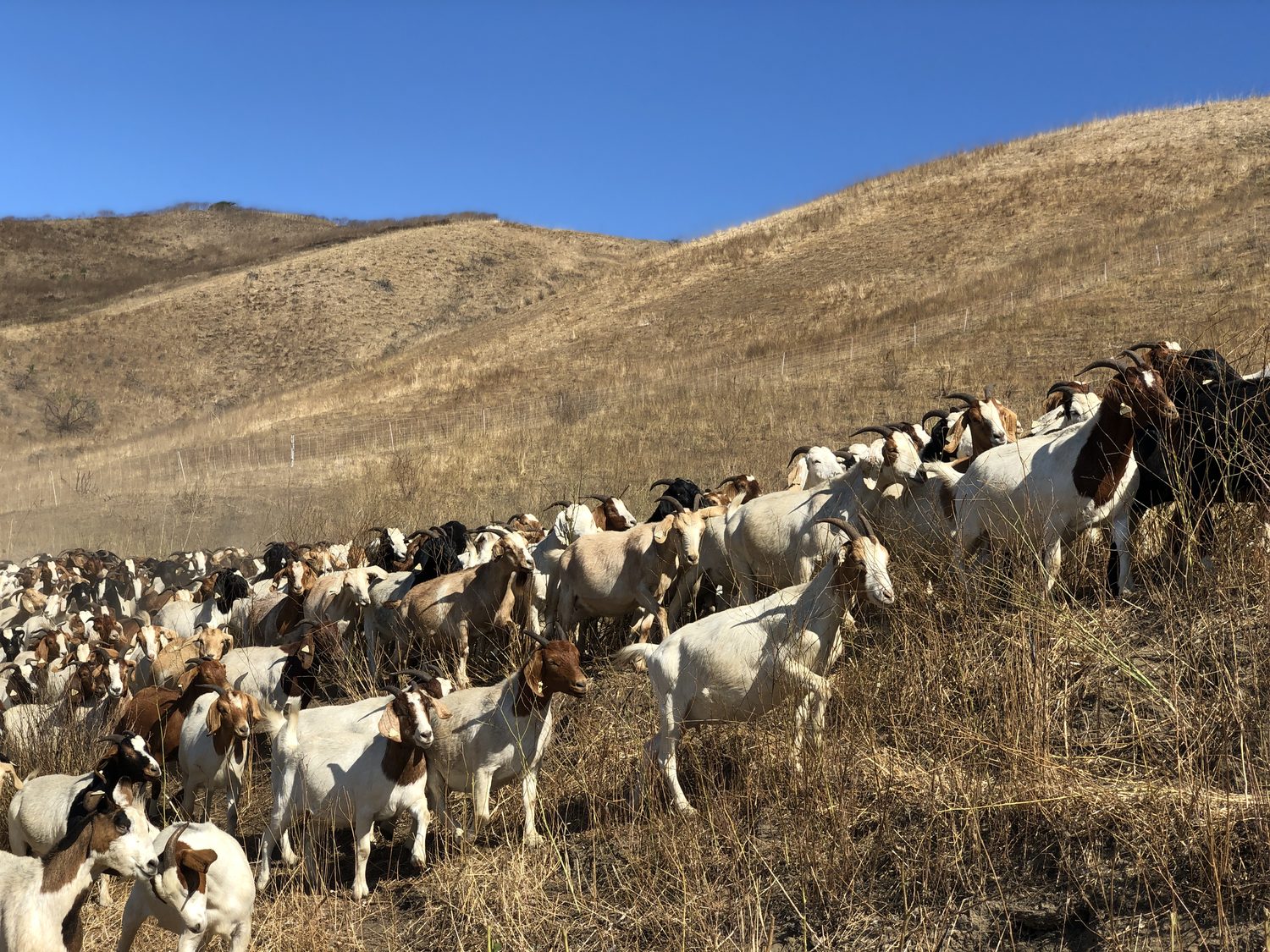 Herd spread across a dry hillside on a fuel-reduction project
