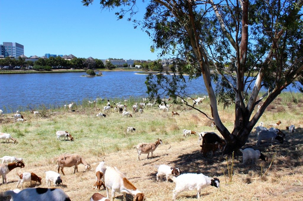 Goats grazing a shoreline beneath a lone oak