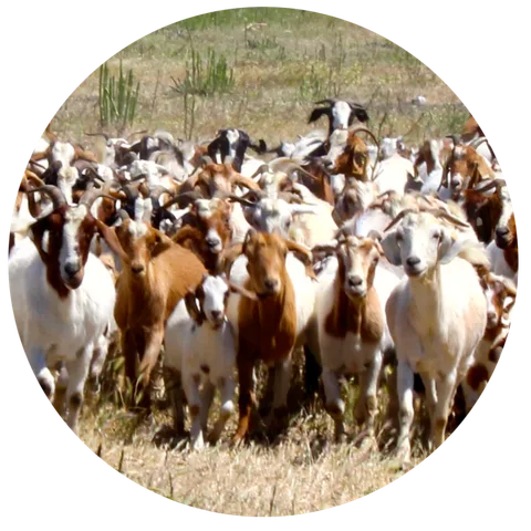 A hungry herd of Boer goats gathered together