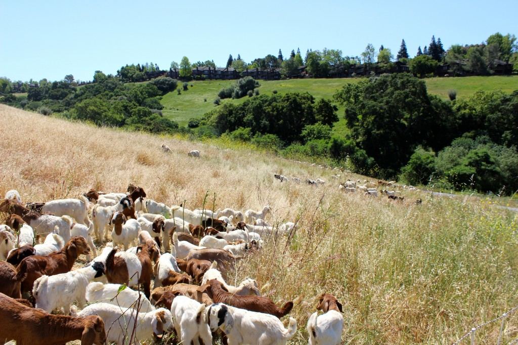 A large herd of goats grazing dry brush on a golden California hillside