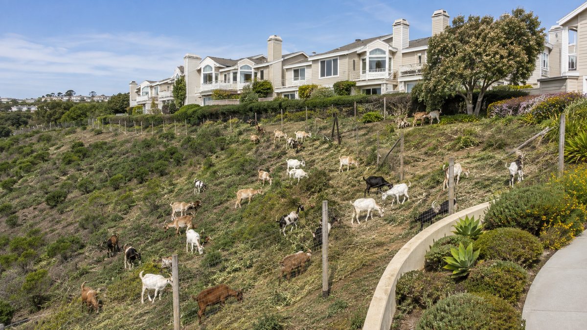 Goats managing vegetation on a hillside below townhomes