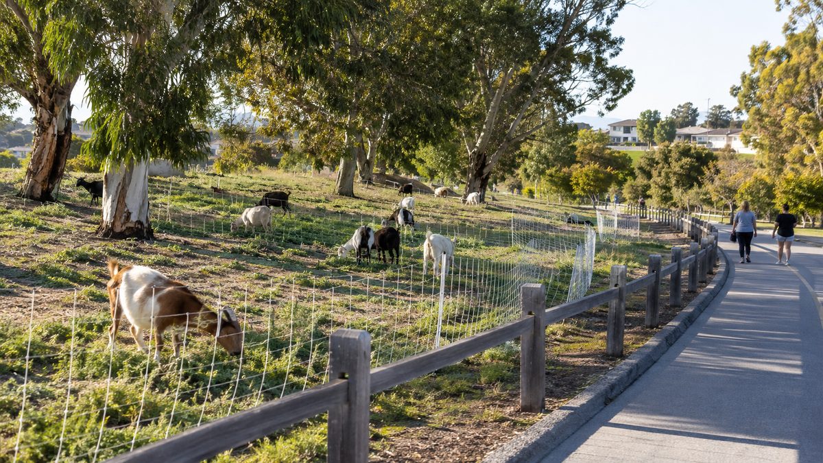Goats grazing behind temporary fencing beside a public walking trail
