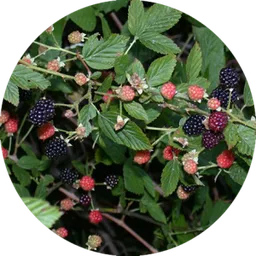 Blackberry — a plant goats readily graze