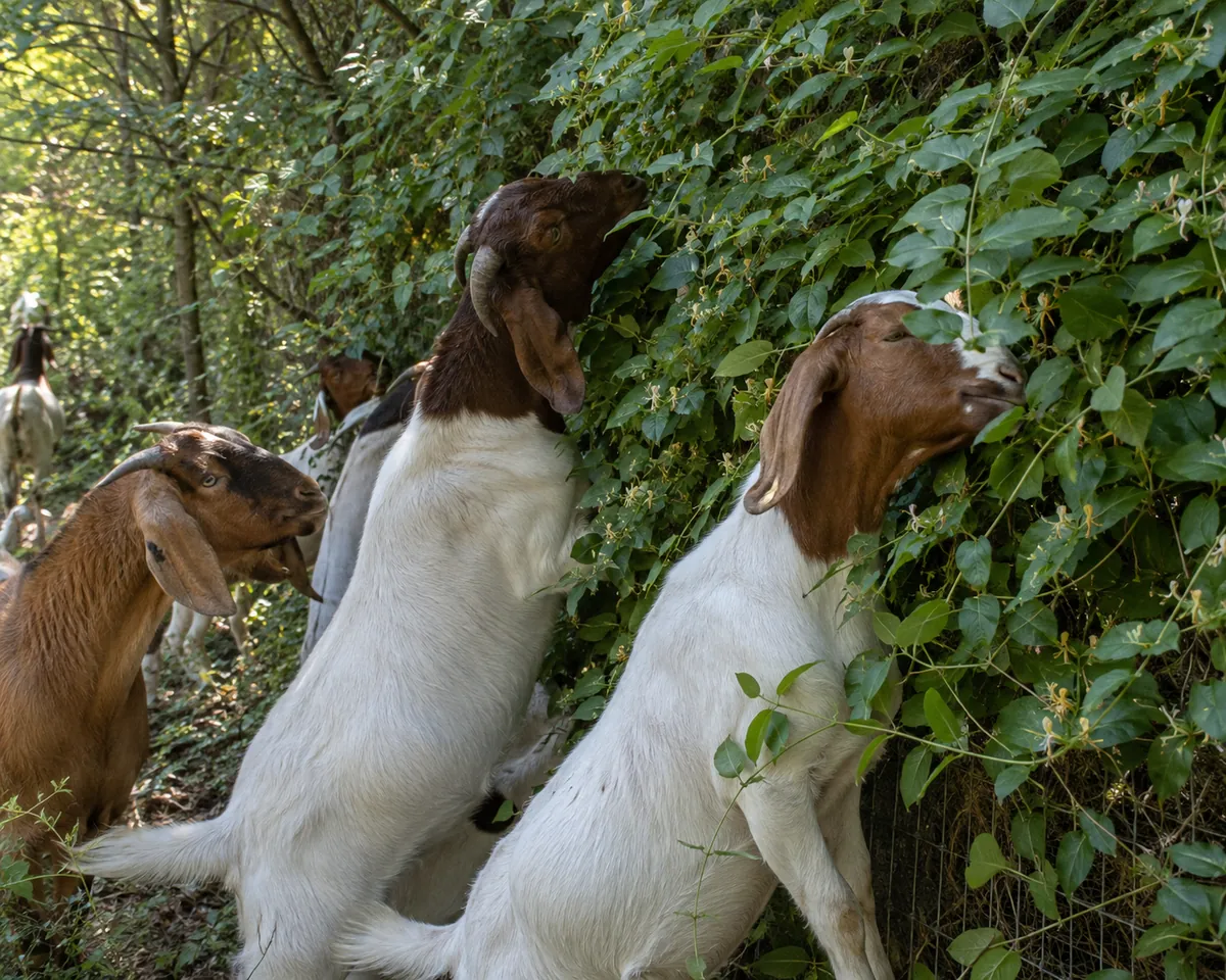 Goats grazing an overgrown hillside garden