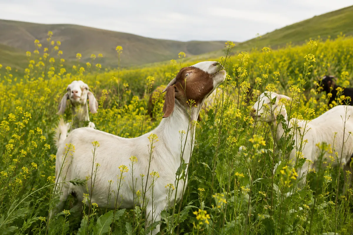 Goats grazing dry grass and tall weeds on open land