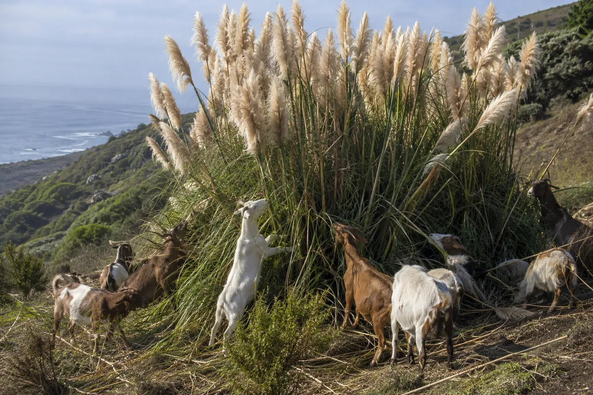 Goats taking down tall pampas grass