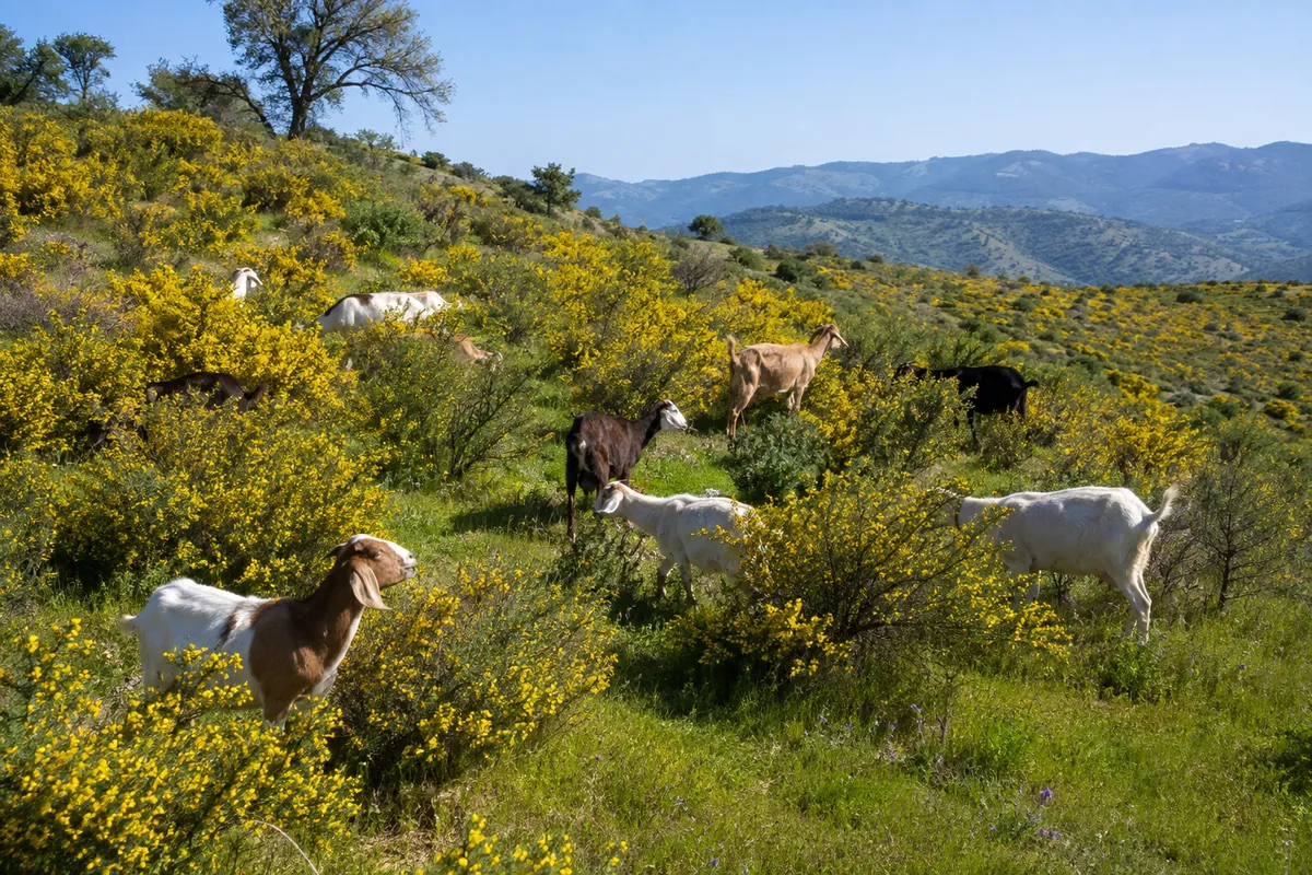 Goats stripping dense green brush on a slope